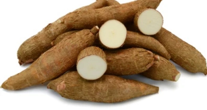 Cassava enzyme can kill cancers