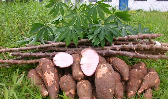Nigeria gets five new cassava varieties
