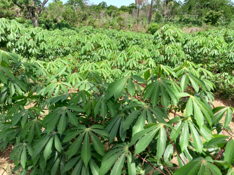 Fresh Cassava for sale