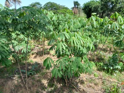 Cassava for Sale