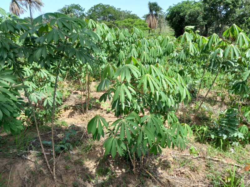 Cassava for Sale