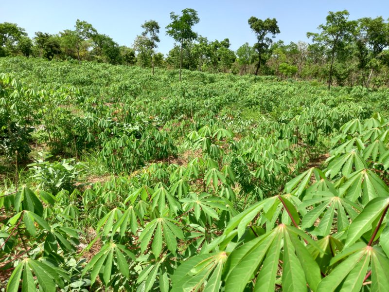 Cassava for sale