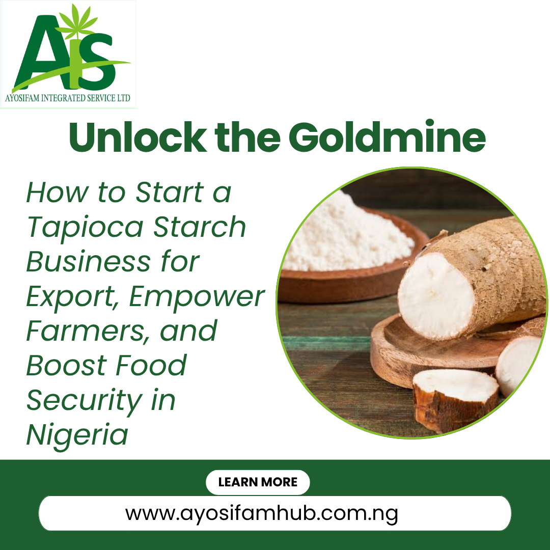 Unlock the Goldmine: How to Start a Tapioca Starch Business for Export, Empower Farmers, and Boost Food Security in Nigeria
