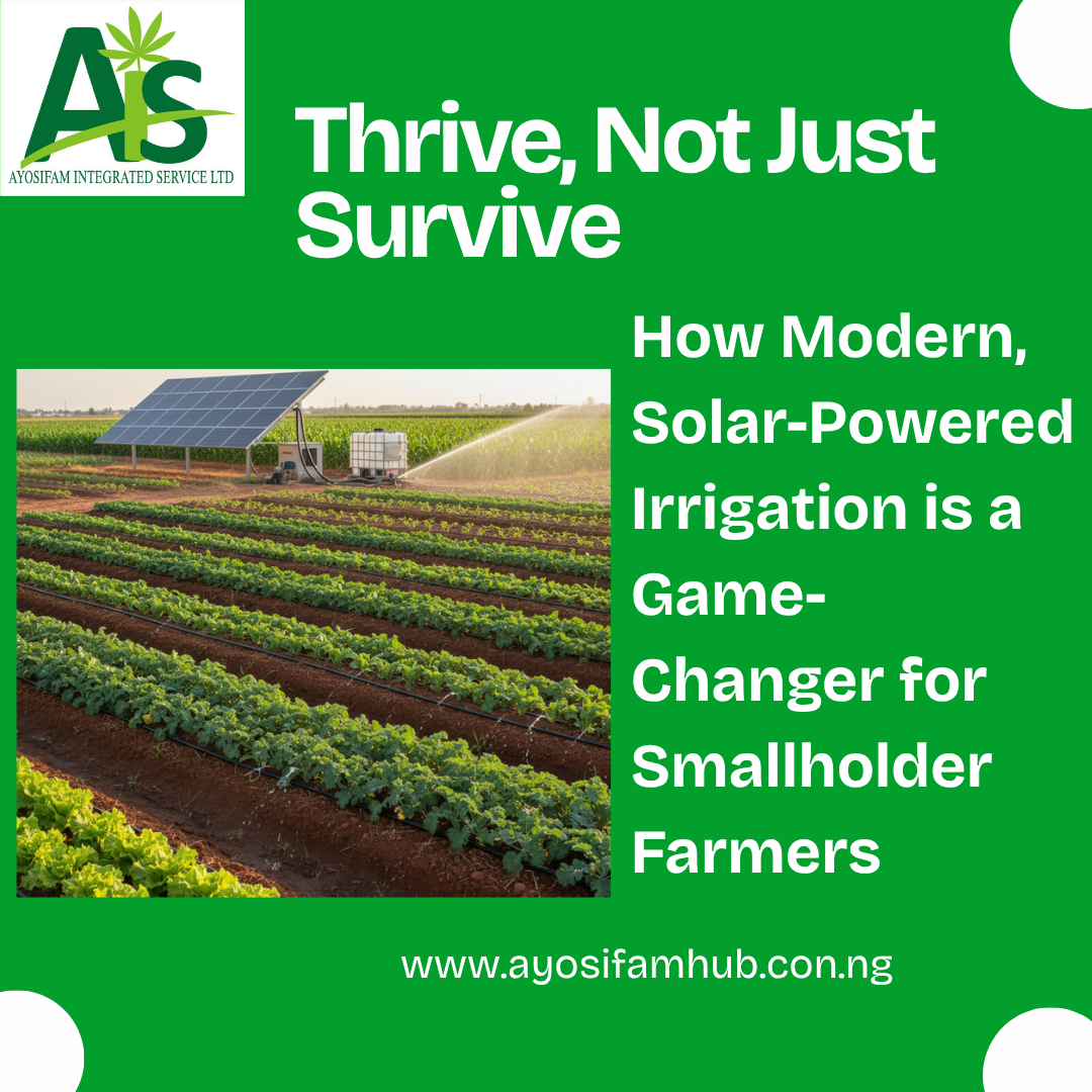 Thrive, Not Just Survive: How Modern, Solar-Powered Irrigation is a Game-Changer for Smallholder Farmers