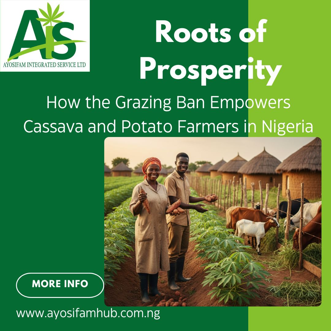 🥔 Roots of Prosperity: How the Grazing Ban Empowers Cassava and Potato Farmers in Nigeria