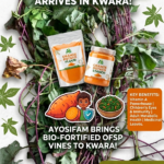 Ayosifam revolutionize Orange flesh sweet potato in kwara state