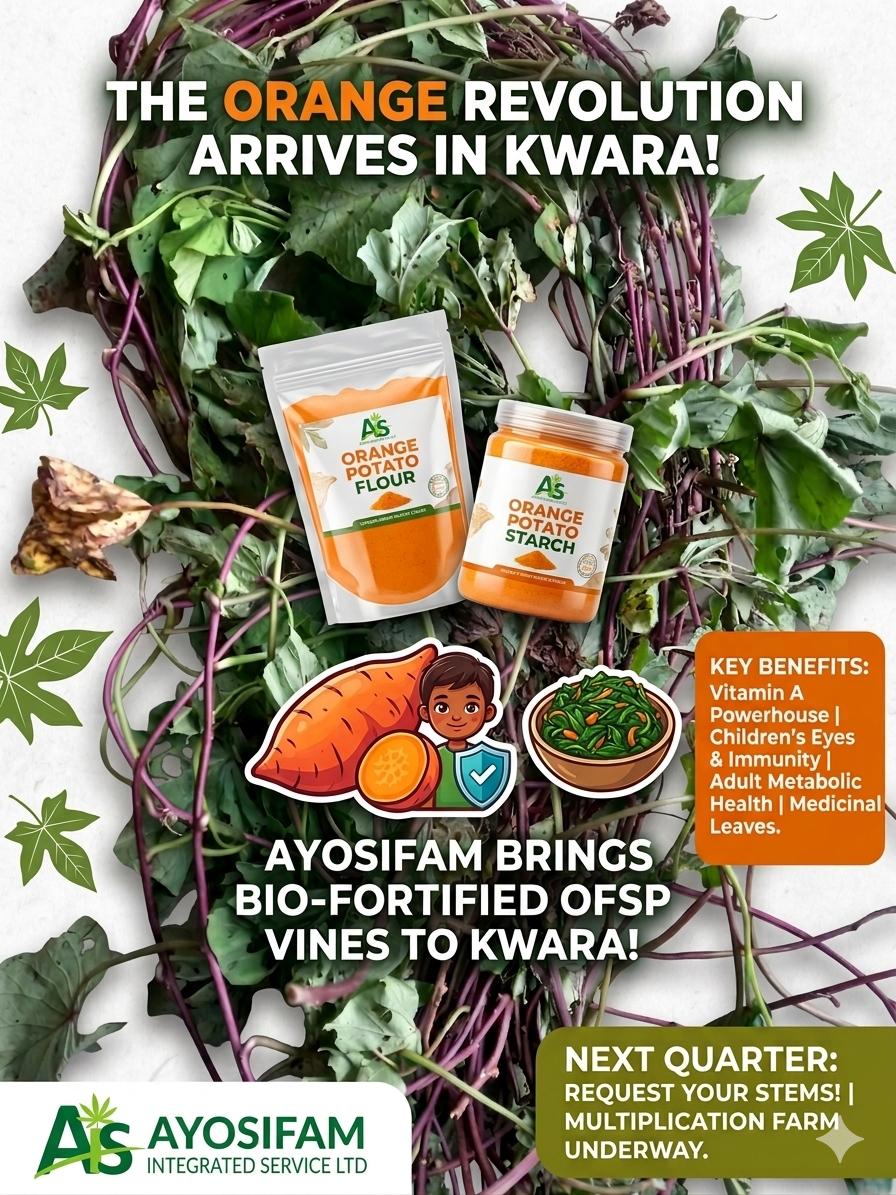 Ayosifam revolutionize Orange flesh sweet potato in kwara state
