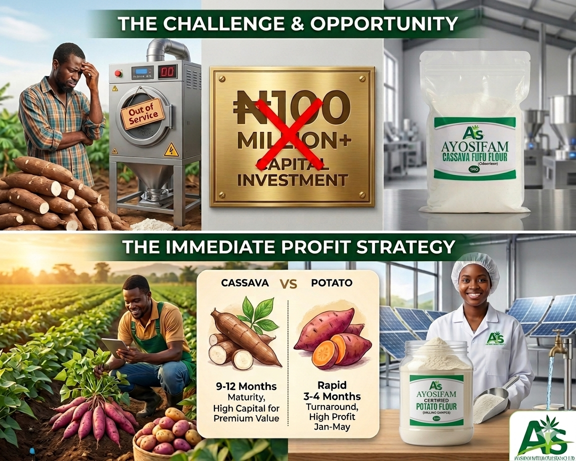 Potato vs cassava