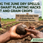 Climate Action Ayosifam