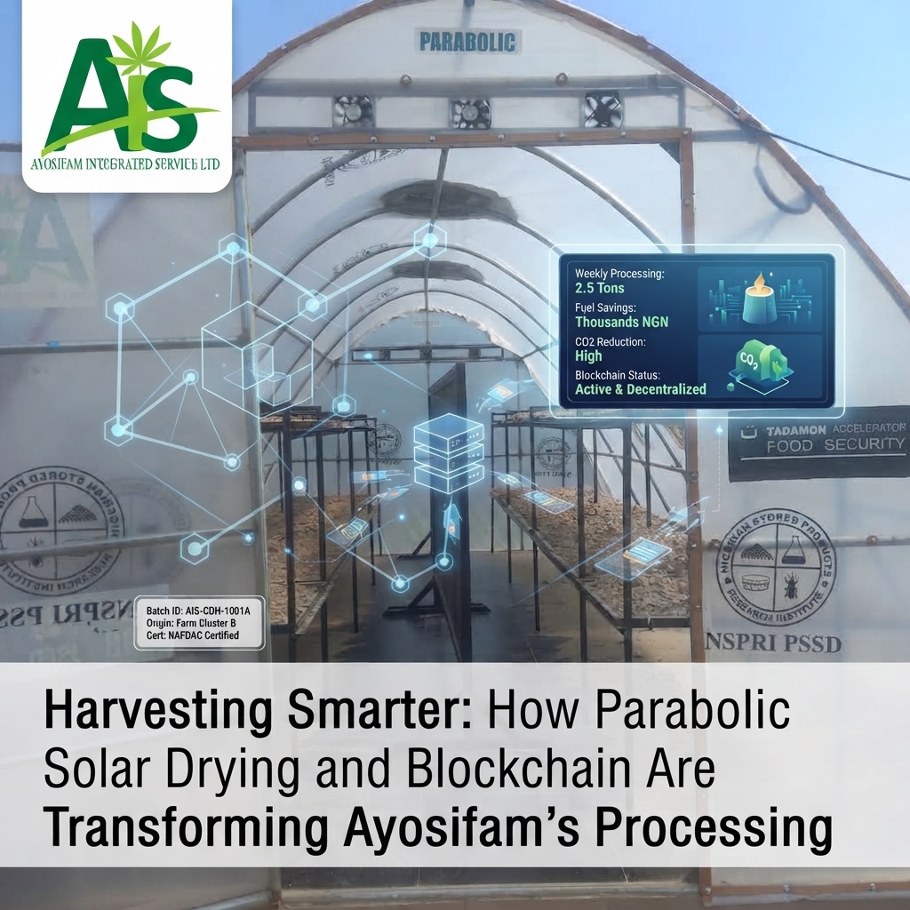 Harvesting Smarter: How Parabolic Solar Drying and Blockchain Are Transforming Ayosifam’s Processing