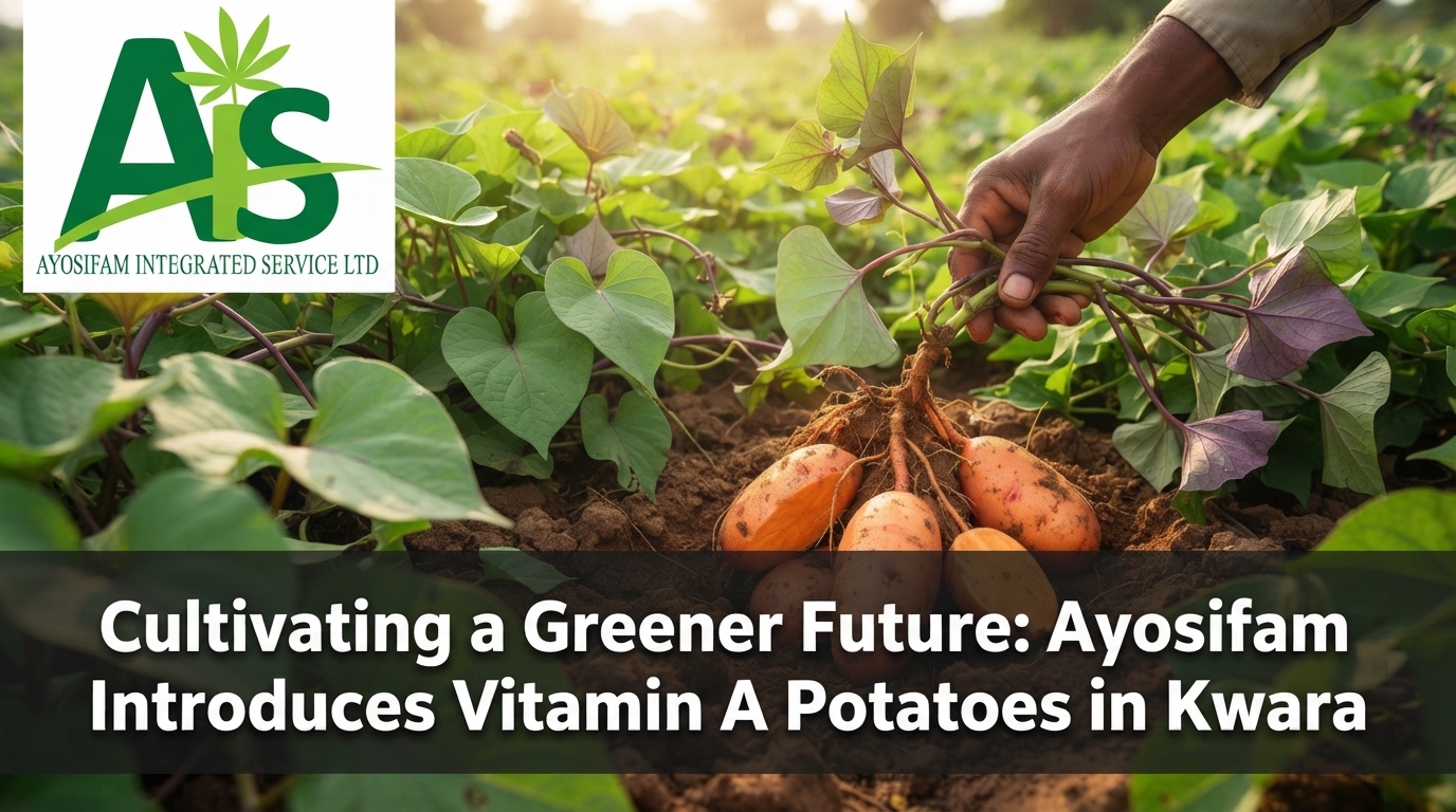 Bridging the Nutrition Gap: How Ayosifam’s Successful Introduction of Vitamin A Potatoes is Transforming Kwara’s Smallholders