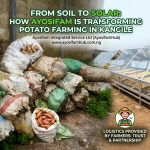 From Soil to Solar: How Ayosifam’s Harvest Season is Transforming Potato Farming in Kangile