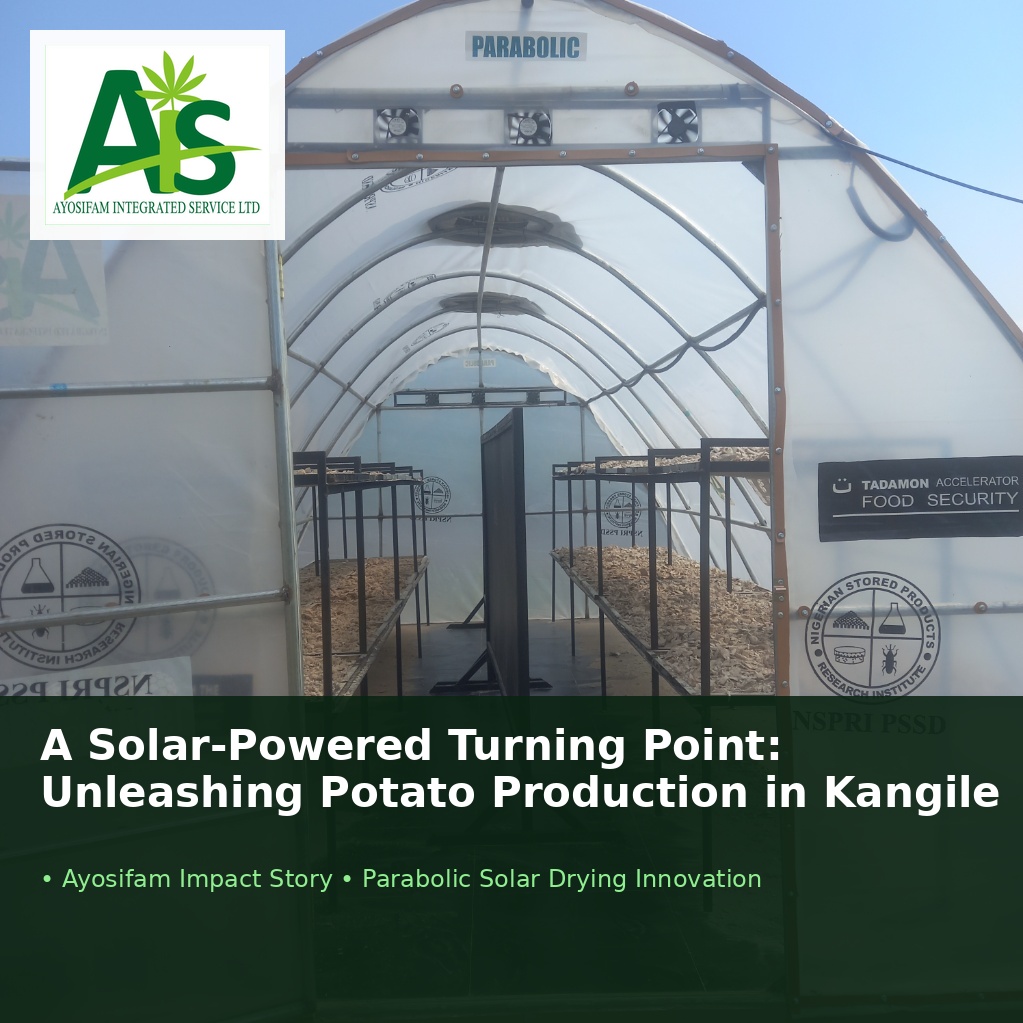 A Solar-Powered Turning Point: How Ayosifam’s Parabolic Dryer is Unleashing Potato Production in Kangile