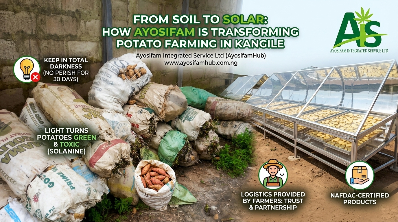 From Soil to Solar: How Ayosifam’s Harvest Season is Transforming Potato Farming in Kangile